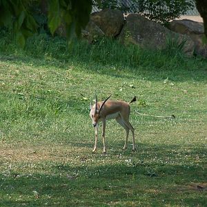 Slender-Horned Gazelle
