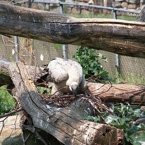 White-Backed Vulture
