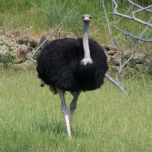 Ostrich