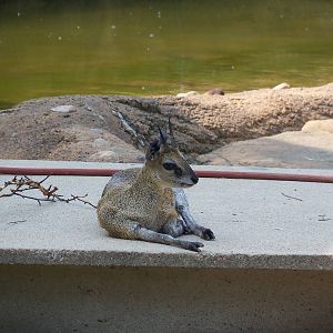 Klipspringer