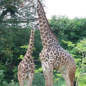 Masai Giraffe