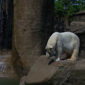 Polar Bear