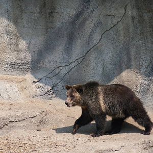Grizzly Bear