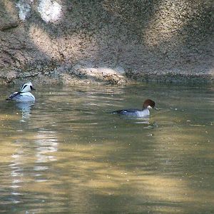 Male and Female Smew
