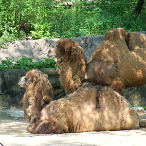 Bactrian Camels
