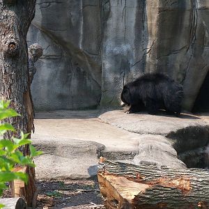 Sloth Bear