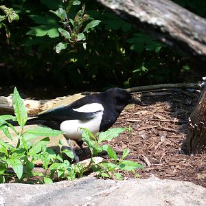Black-Billed Magpie
