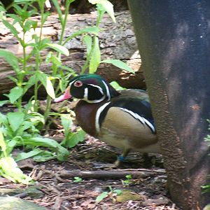 Wood Duck