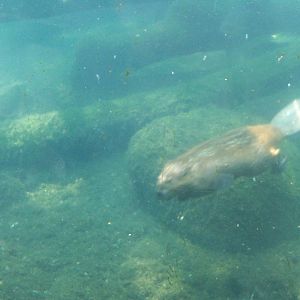 American Beaver