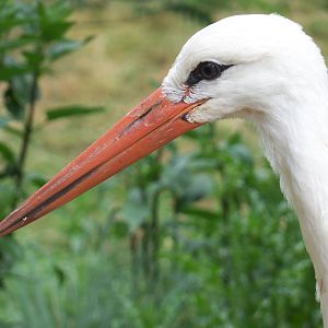 White Stork