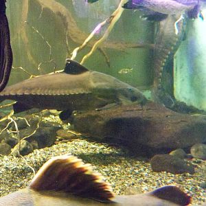 Sturgeon Catfish