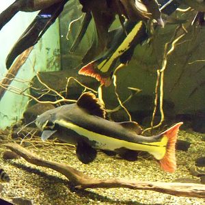 Red-Tailed Catfish