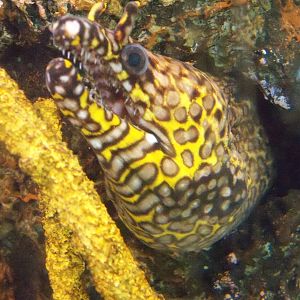 Hawaiian Dragon Eel
