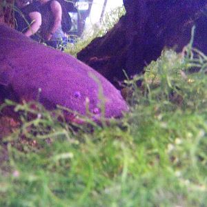 Electric Eel