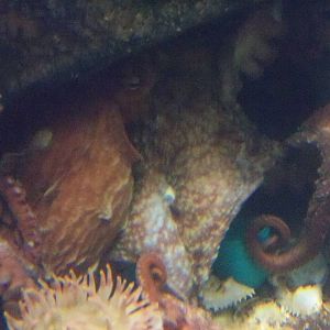 Giant Pacific Octopus