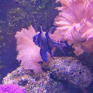 Banggai Cardinalfish