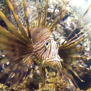 Lionfish