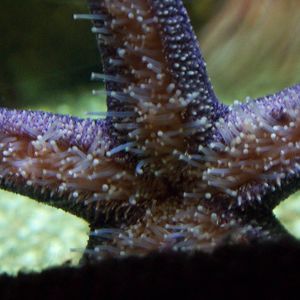 Sea Star