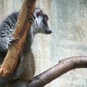Mongoose Lemur