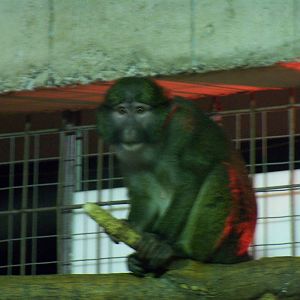 Allen's Swamp Monkey