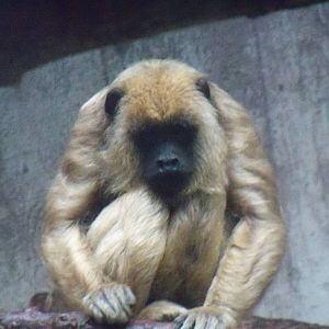 Howler Monkey