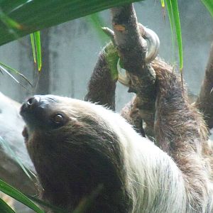 Two-Toed Sloth