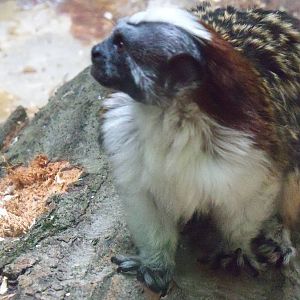 Geoffroy's Tamarin