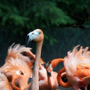 Caribbean Flamingos