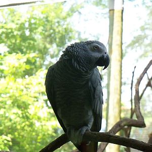 African Gray Parrot