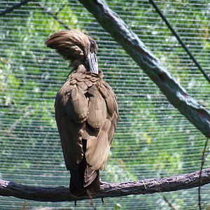 Hamerkop