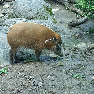 Red River Hog