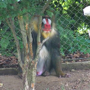 Mandrill