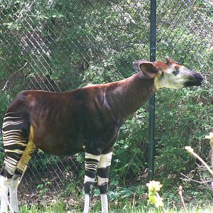 Okapi