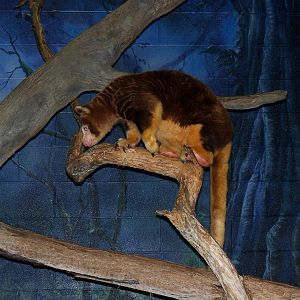 Matschie's Tree Kangaroo