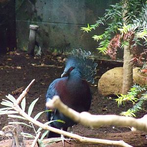 Victoria Crowned Pigeon