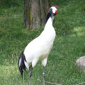 Red-Crowned Crane