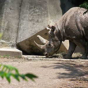 Black Rhinoceros