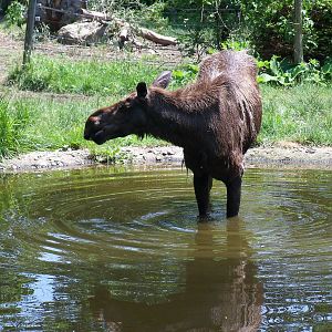 Alaskan Moose