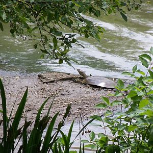 Spiny Softshell Turtle