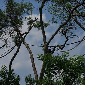 Bonobos in Trees