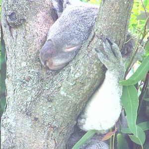 Koala