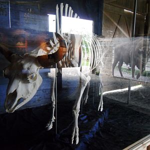 The skeleton after a successful bull