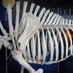 The skeleton after a successful bull