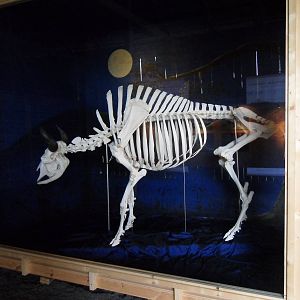 The skeleton after a successful bull
