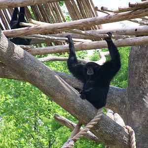 Siamang