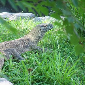 Komodo Dragon