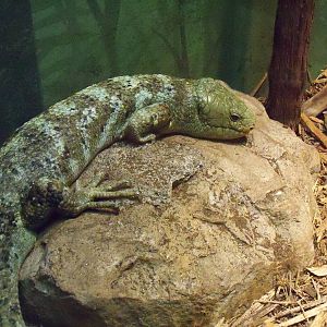 Solomon Island Skink