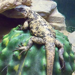 San Esteban Chuckwalla