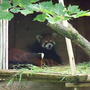 Red Panda