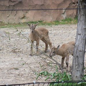 Markhor Kids